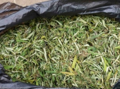 В Грибановском районе задержали пенсионера-наркомана с пакетом «травы»