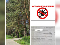 Зараженный боррелиозом клещ укусил ребенка в Воронежской области 