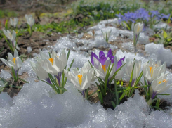 Когда в Воронежскую область придёт полноценная весна, рассказали синоптики
