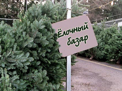 В Борисоглебске начинают свою работу елочные базары