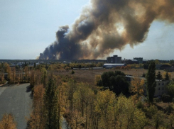 2023 год прошел без крупных лесных пожаров в Воронежской области