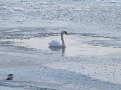 В поселке Новохоперский местные жители спасли раненого лебедя