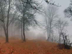 Желтый уровень опасности объявили в Воронежской области из-за тумана