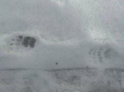 В Хопёрском заповеднике после зимней спячки проснулся барсук