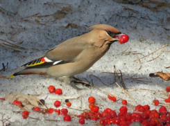 Воронежские специалисты опровергли миф о «птичьем запое»