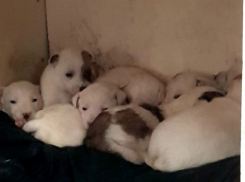 Жители Юго-Восточного микрорайона Борисоглебска просят помочь спасти щенков собаки