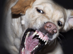 Нападением собаки на второклассницу в Борисоглебской школе №10 заинтересовались следователи