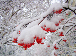 Какая погода ждет борисоглебцев в новогодние каникулы