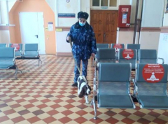 Как спаниель Каспер искал наркотики на Борисоглебском вокзале 