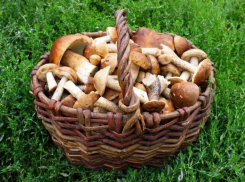Пять жителей Воронежской области отравились грибами уже в этом году
