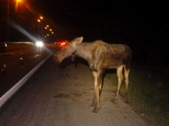 Осторожно лоси! Животное спровоцировало ДТП с 3 пострадавшими на воронежской трассе