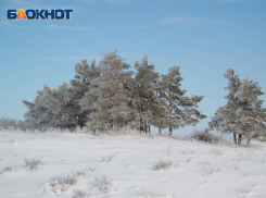 Работника Хоперского заповедника нашли мертвым у берега озера