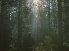 В Воронежской области продлят запрет на посещение лесов