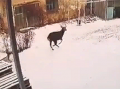 Пробегающий через Новохоперск самец косули попал на видео