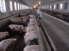34 тысячи свиней сожгут из-за вспышки африканской чумы в Воронежской области