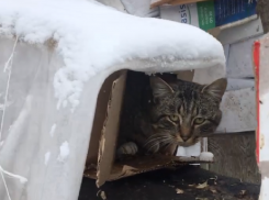Кошачий городок построили местные жители в Грибановке
