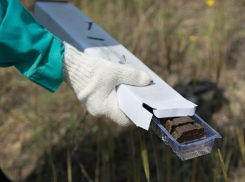 В Грибановском районе диких животных прививают от бешенства