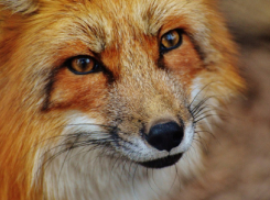 В Воронежской области выявили 14 случаев бешенства за два месяца