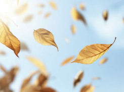 Жителей Воронежской области предупредили о сильном ветре 