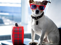 С 16 июля домашние питомцы смогут ездить в поездах без хозяев