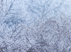 Туман и температурные качели ожидают жителей Воронежской области