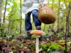 Грибники в Воронежской области отравились «съедобными сыроежками»