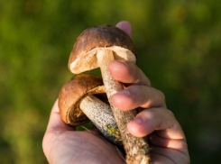 С начала года в Воронежской области грибами отравились 46 человек