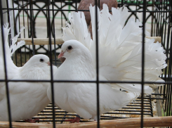 Поворинцев приглашают на ярмарку-фестиваль «Летите, голуби, летите...»