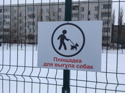 Борисоглебским собакам предложили какать по графику