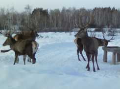 60 новых постояльцев появилось в «Оленьей балке» за два месяца