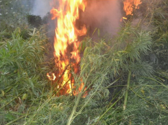 Заросли конопли сожгли в селе Макашевка Борисоглебского округа 