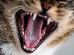 Очаги бешенства обнаружили на территории 7 районов Воронежской области