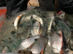 Двум борисоглебцам за незаконную ловлю рыбы грозит до 5 лет лишения свободы и до 1 млн. рублей штрафа