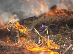 В Воронежской области экологи объявили начало акции «Нет весенним палам»