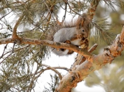 Завораживающее видео кормления опубликовал Воронежский заповедник