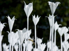 Более 3 тысяч бумажных цветов для акции «Белый цветок» изготовили осужденные в Воронежской области