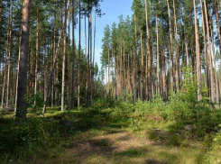 В Воронежской области в рамках нацпроекта «Экология» обследуют 2,4 тыс. га лесов