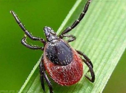 В Воронежской области жертвами клещей стали 49 детей