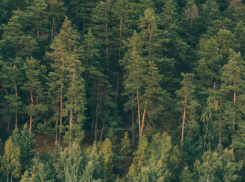 В Воронежской области в 2026 году посадят 1929 гектаров леса