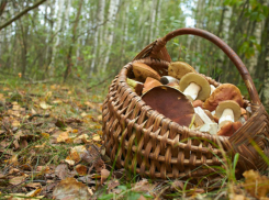 Число умерших от отравления грибами в Воронежской области увеличилось до 10 человек