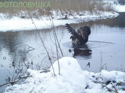 «Хопёрский заповедник» стал победителем в номинации национального конкурса «ФОТОЛОВУШКА-2017»