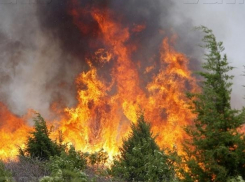 В Воронежской области зафиксирован 4 класс пожарной опасности