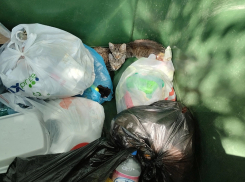 В селе Пески Поворинского района в мусорный контейнер выкинули маленьких котят