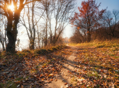 Туманы и дожди: ноябрь принесет в Воронежскую область циклон