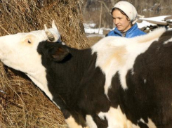 Как «многодетная» корова Марта удивила всю Воронежскую область