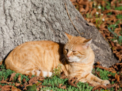 Когда в Воронежскую область придёт бабье лето, рассказали синоптики
