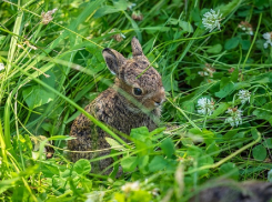 Как помочь найденным зайчатам, объяснили жителям Воронежской области 