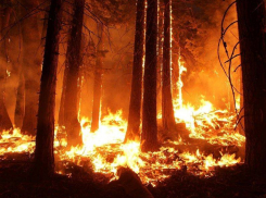 Больше 740 га лесов горело за лето в Воронежской области