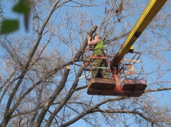 Почти миллион рублей потратит Борисоглебский округ на спил аварийных деревьев 