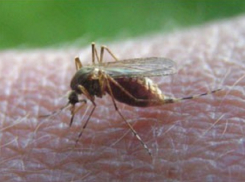 В Воронежской области зарегистрировали первый в этом году случай заражения дирофиляриозом